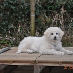 Jámbor-Jelek vom Drachenfels