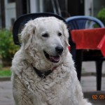 ...Barany ist bereits eine sehr erfahrene Zuchthündin...