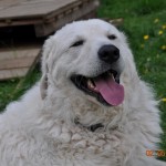 ...man sieht´s....er hat es genossen...