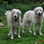 ..nun erwarten wir die Geburt des K-Wurfes um den 2. Juli 2011...