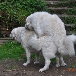 ...am "Tag der Arbeit" klappt der erste Deckakt...