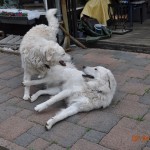 noch zu früh für "Royal Wedding" an der Ahr....