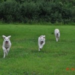 ....denn das Kommando "Komm!" beherrschen wir perfekt....