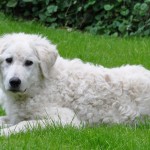 Jámbor-Jelek, der Sanftmütige, Friedvolle...