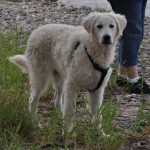 Jasz-Józán, ein temperamentvoller immer neugieriger Wirbelwind....