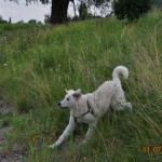 Józán im Glück....