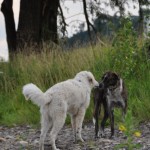 Jámbor versteht sich mit allen Hunden prima....