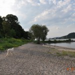 wir dürfen am Rhein frei herumtoben....