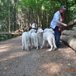 ...denn das bedeutet Abenteuerspaziergang im Wald....