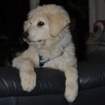 Kanász Kocós vom Drachenfels, gew.: 22.10.2012