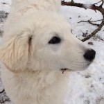 Felicita zur weißen Pfote