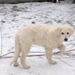 Flavio zur weißen Pfote, ein besonders verschmuster kleiner Kerl...