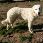 Sohn von János und Eleni zur weißen Pfote