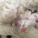 der einzige Sohn ist der Hahn im Korb, und natürlich schon vergeben