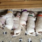 die Wonnepröppchen nehmen durchschnittlich 100gr. zu pro Tag!.....