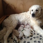 stolze Mama Gyöngyi