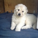 Léany-Bizsu vom Drachenfels