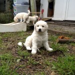 Lóvás-León vom Drachenfels...auch Ritter Löwenherz genannt...