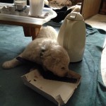 Lóvás-León mag auch Pflaumenkuchen...