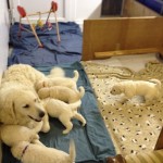 Umzug ins Hundezimmer