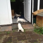 von hier aus können wir direkt nach draussen in den kleinen Welpenauslauf...