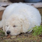 .....Welpeninteressenten-Besuch mit Fütterung ist ja soooo anstrengend....