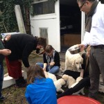 ein highlight: Fütterung der Drachen mit frischem Fleisch...