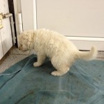 natürlich machen wir unser Geschäftchen nicht mehr in die Wurfkiste