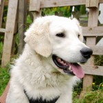 mein "kleiner Norweger": Janni