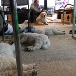 schlafen im Wohnzimmer